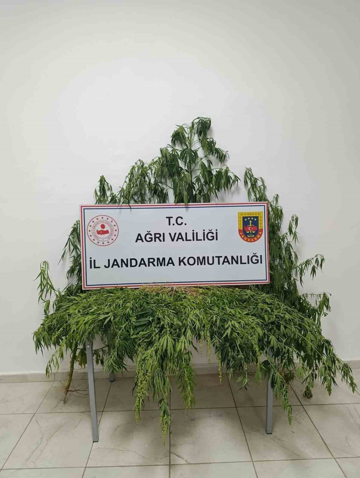 Ağrı’da uyuşturucu operasyonu: 511 kök kenevir ve 50 gram esrar ele geçirildi