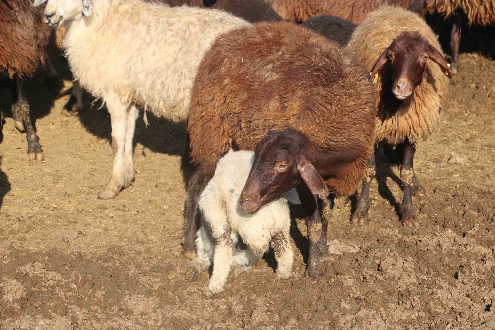 ‘Köyümde Yaşamak İçin Bir Sürü Nedenim Var’ projesinde kredi limiti 1 milyon 200 bin liraya yükseltildi