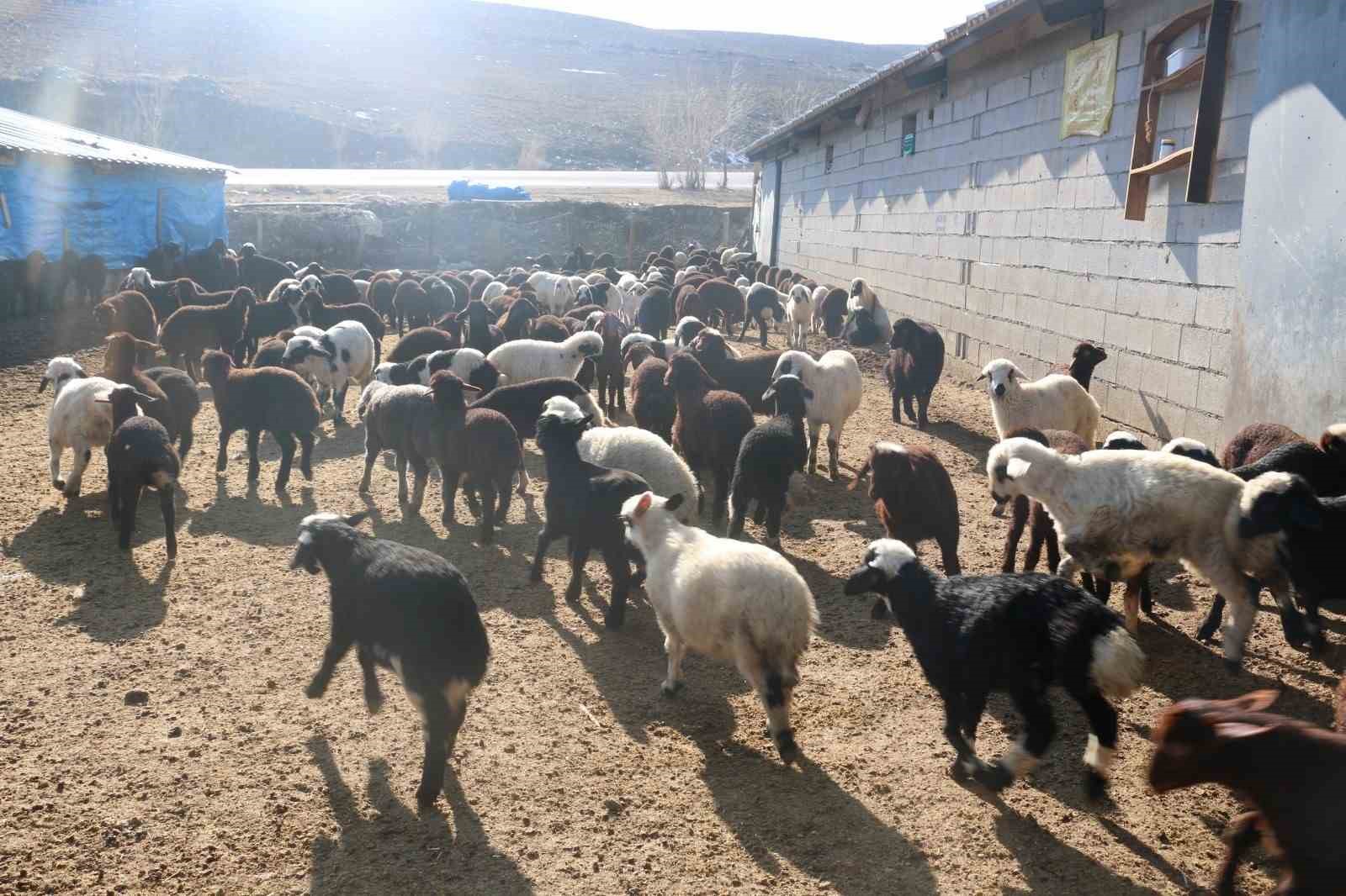 Erzincan’da koyunculuk kredisi 1 milyon 200 bin liraya yükseltildi