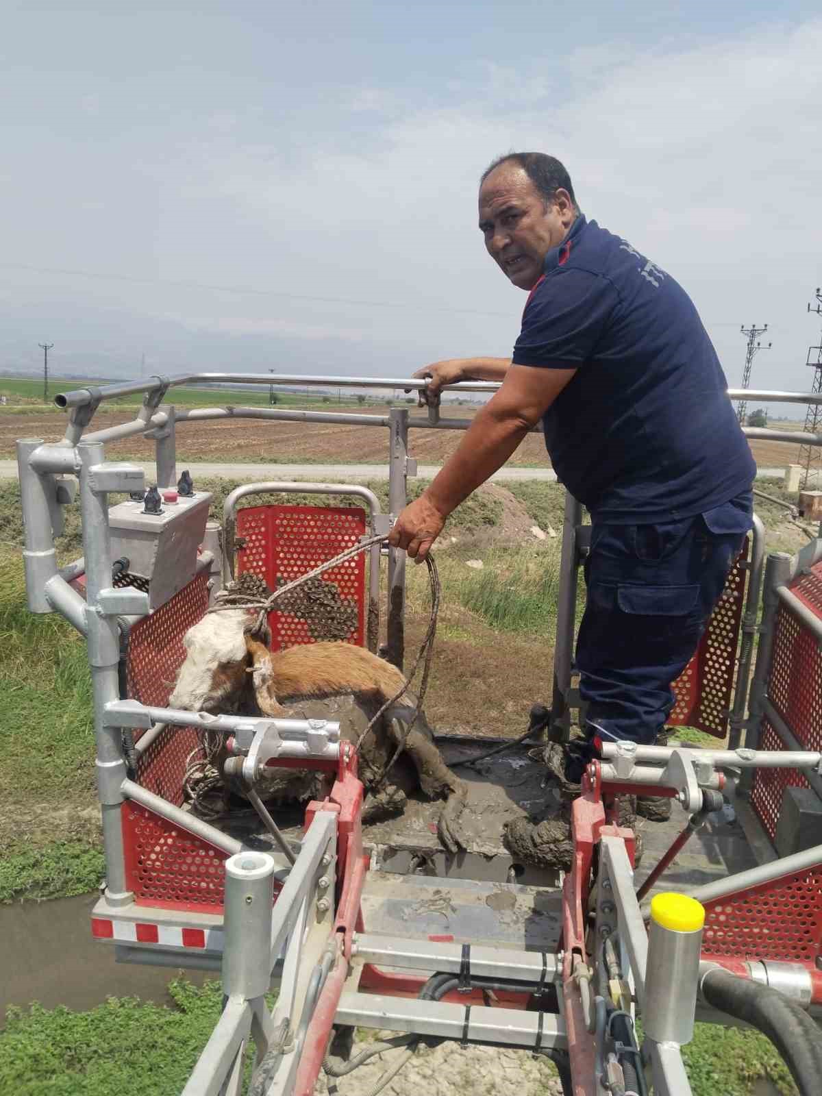 Derede çamura saplanan koyunu itfaiye ekipleri kurtardı
