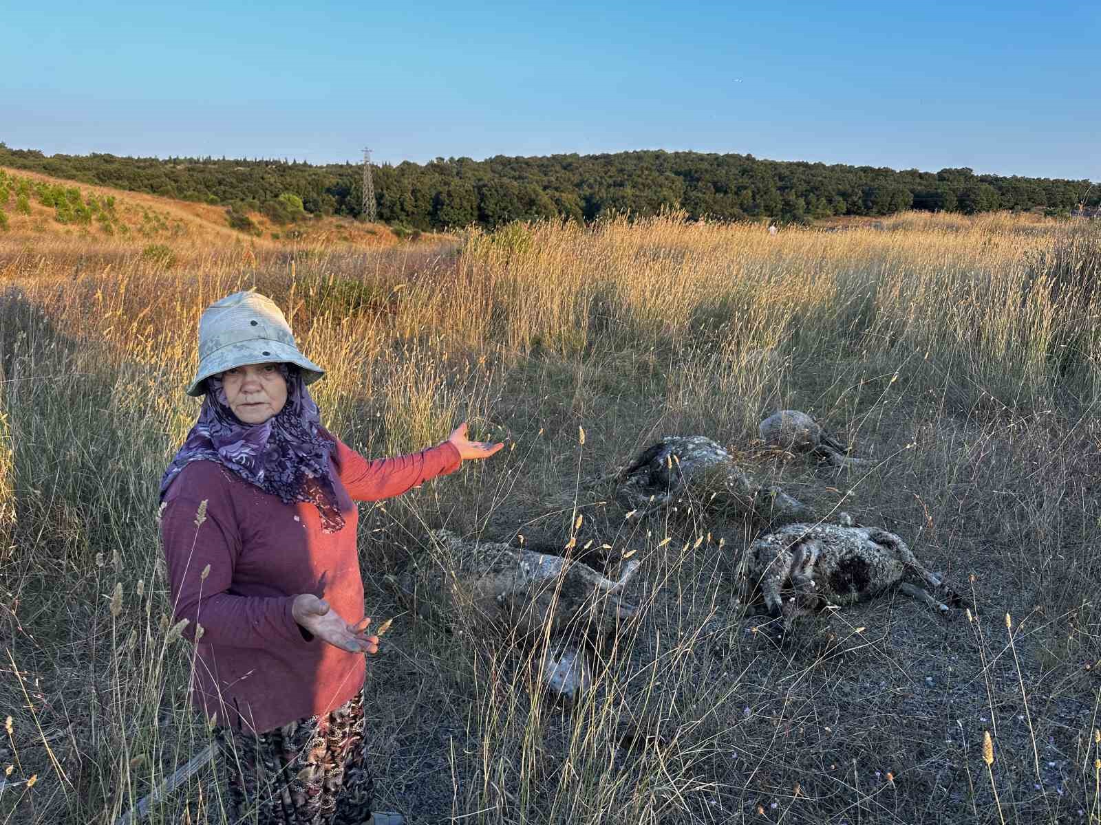 Pendik’te sokak köpekleri ağıla girdi: 5 koyun telef oldu, 1 koyun yaralandı