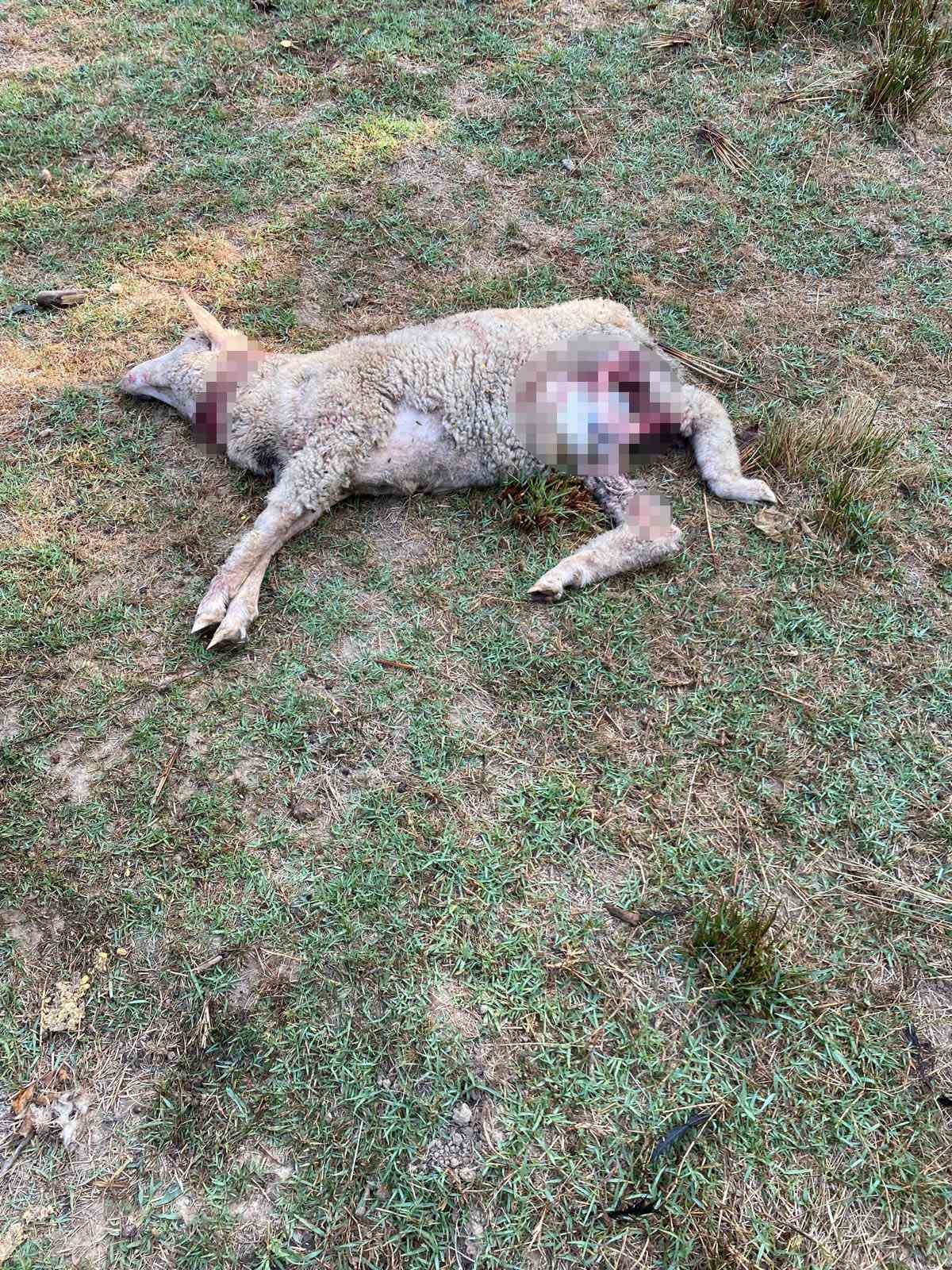 Pendik’te sokak köpekleri ağıla girdi: 5 koyun telef oldu, 1 koyun yaralandı