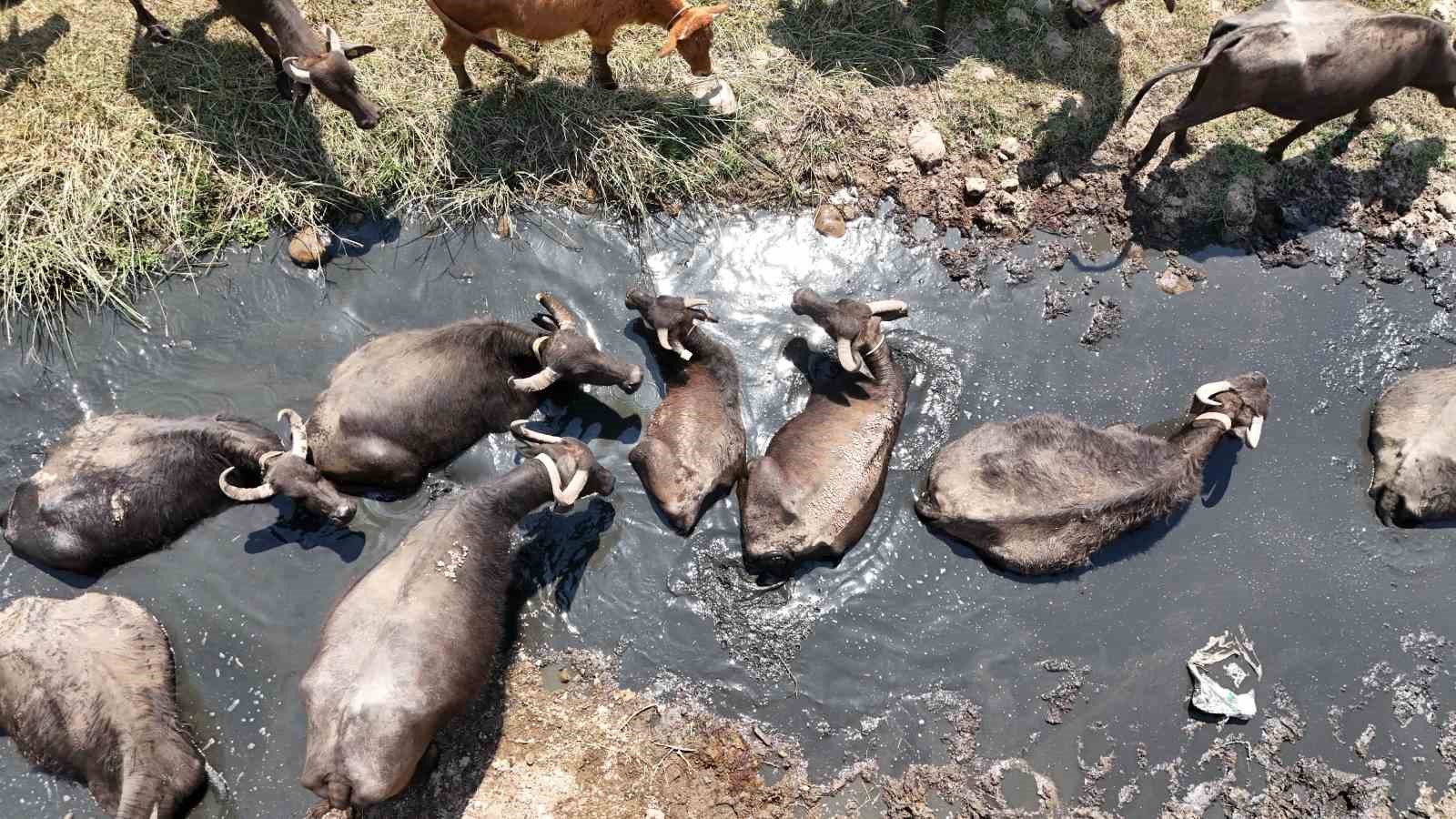 Diyarbakır’da mandaların su banyosu dronla görüntülendi