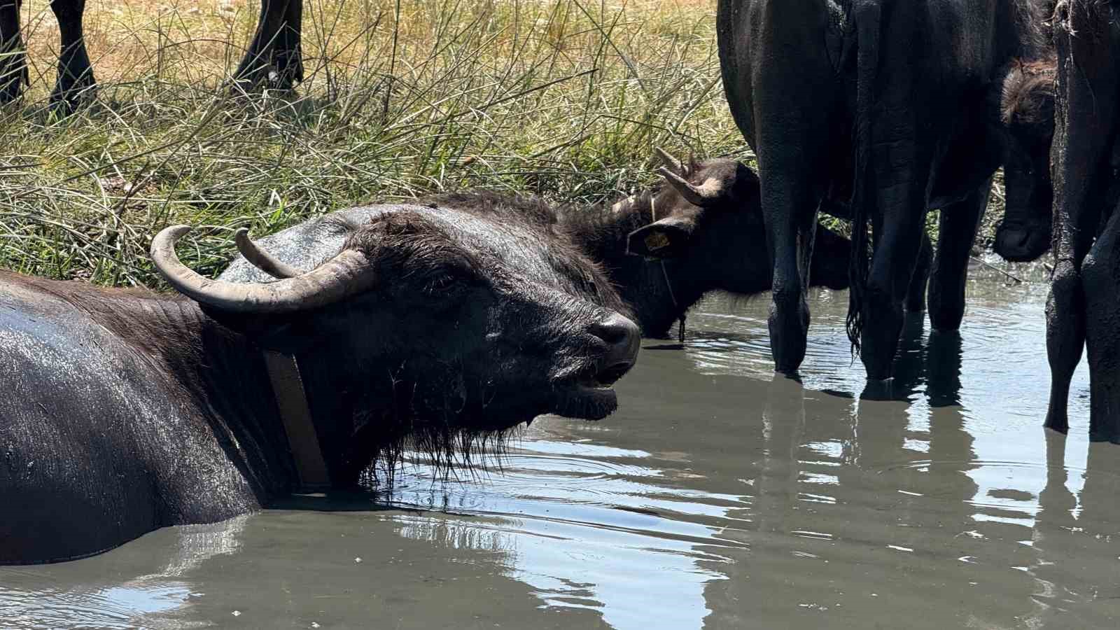 Diyarbakır’da mandaların su banyosu dronla görüntülendi