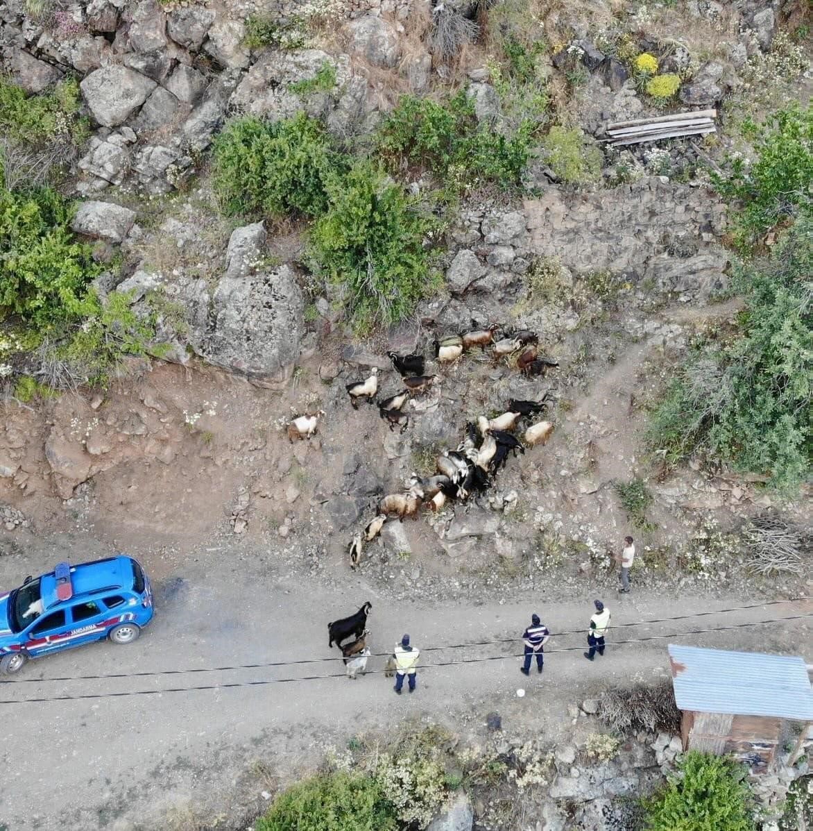 Kaybolan 30 küçükbaş hayvan dron ile bulundu