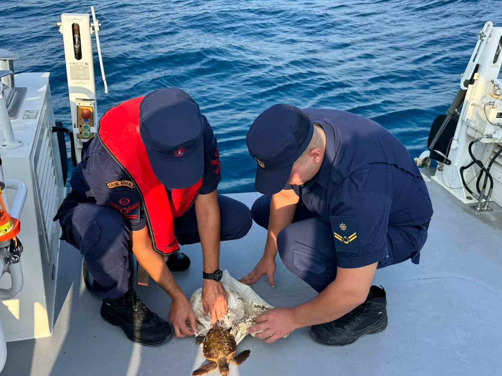 Denizde çuvala dolanmış halde bulunan yeşil deniz kaplumbağası kurtarıldı
