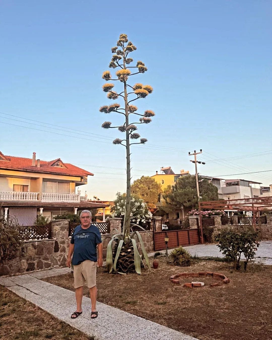 Dikili’de 30 yıllık agave çiçek açtı