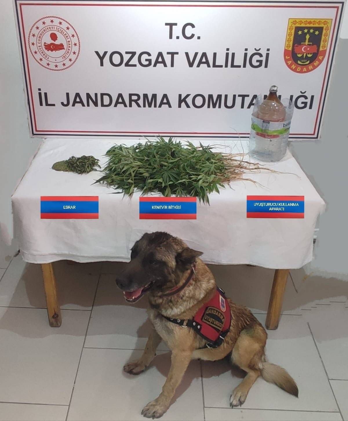 Şefaatli’de 40 kök kenevir ele geçirildi
