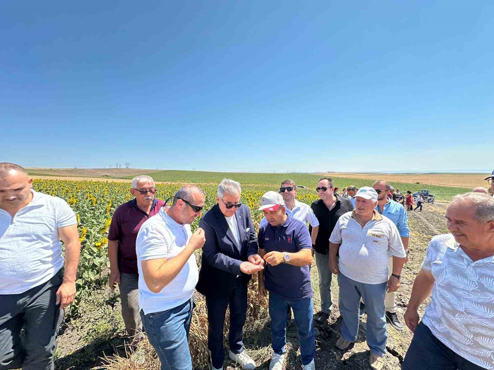 Bandırma’da nohut hasadı şenliği