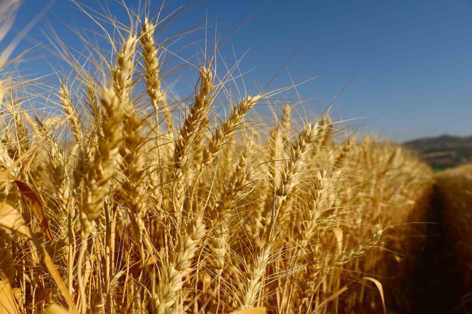Melezlerden elde edilen 4 çeşit buğday, hasat için gün sayıyor