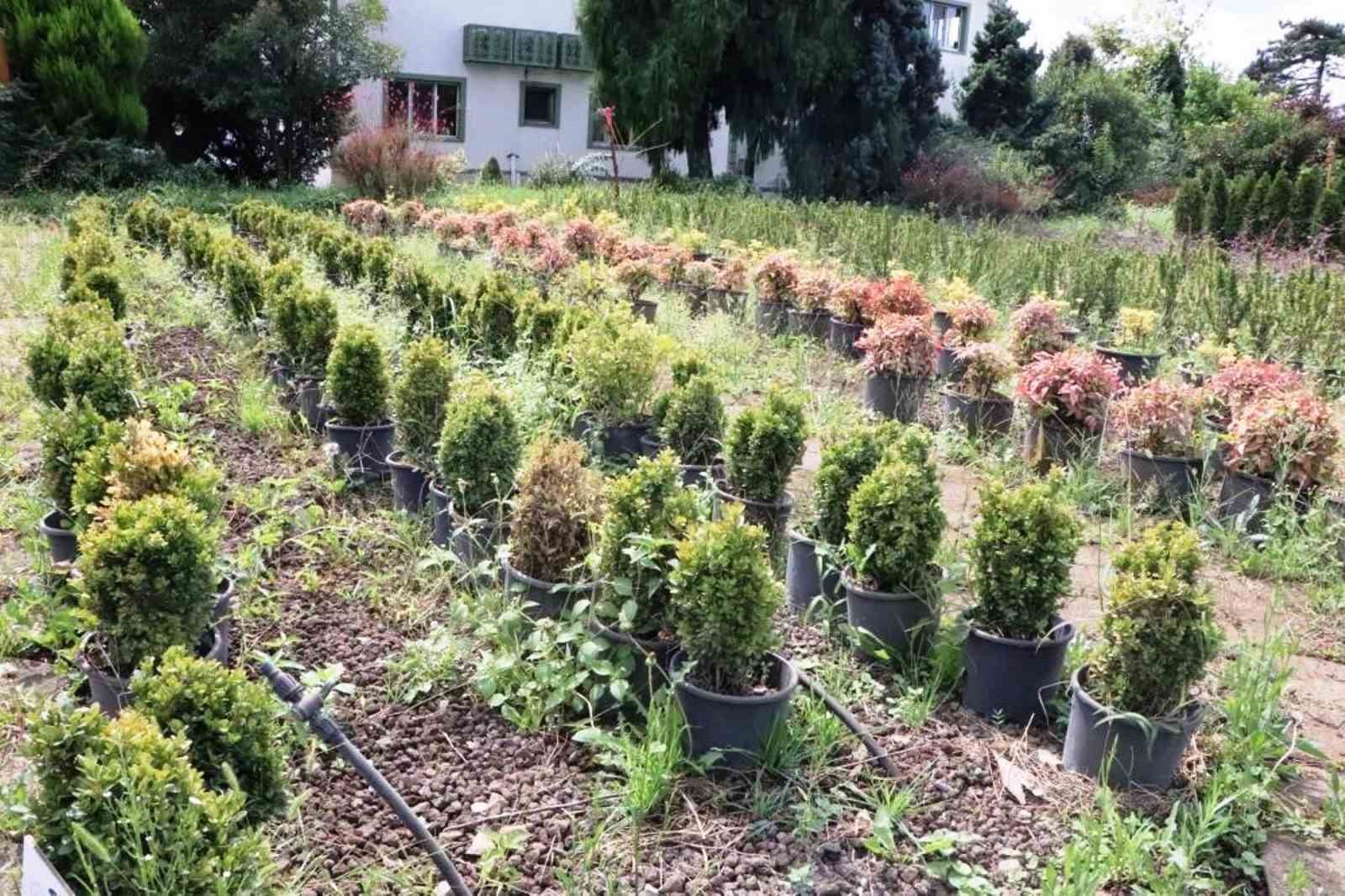 Samsun’da üretilen fidanlarla Türkiye nefes alıyor