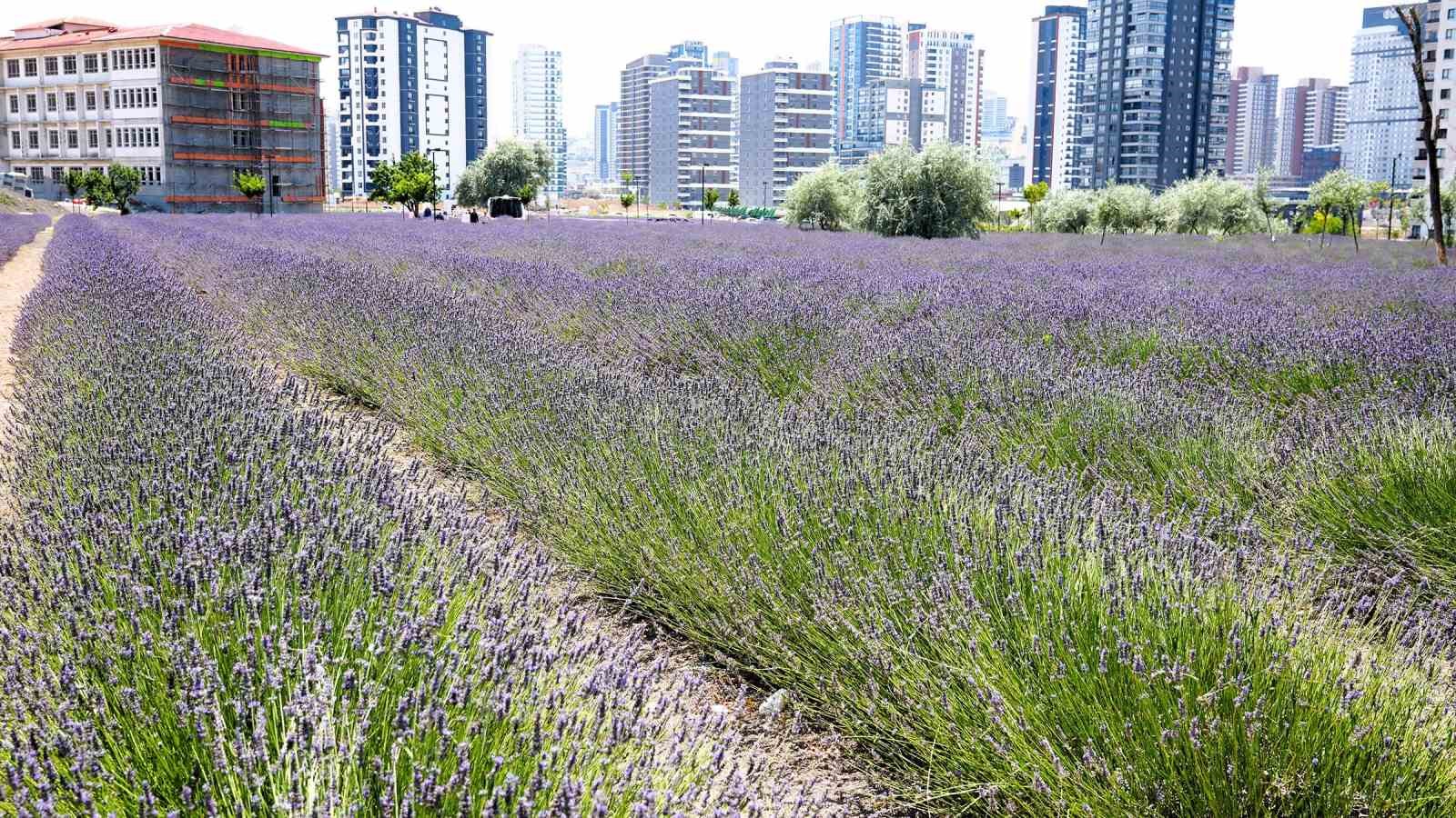 Keçiören’in lavanta ve gül bahçesi ziyaretçileri tarafından beğeni görüyor