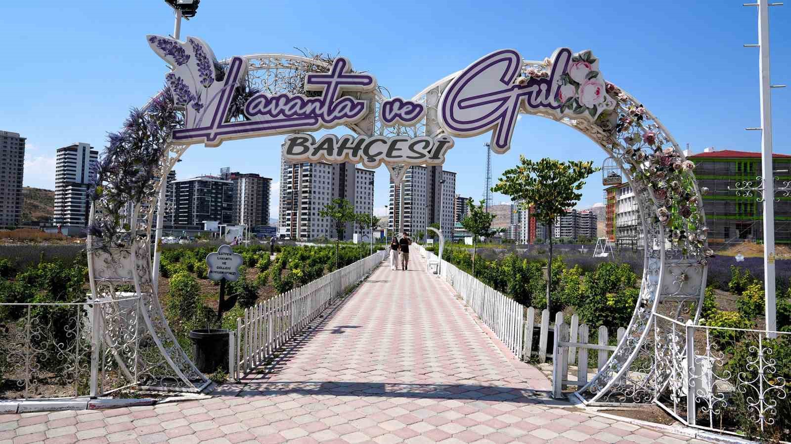Keçiören’in lavanta ve gül bahçesi ziyaretçileri tarafından beğeni görüyor
