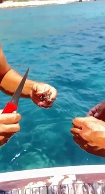 Alanya’da ağa takılan yengeçler kurtarıldı