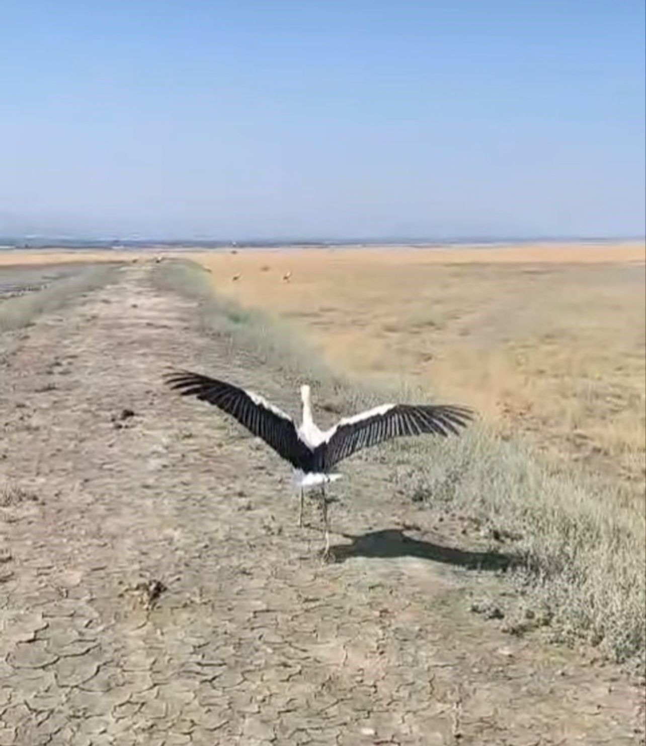 Yuvadan düşen leylek tedavisinin ardından doğaya salındı
