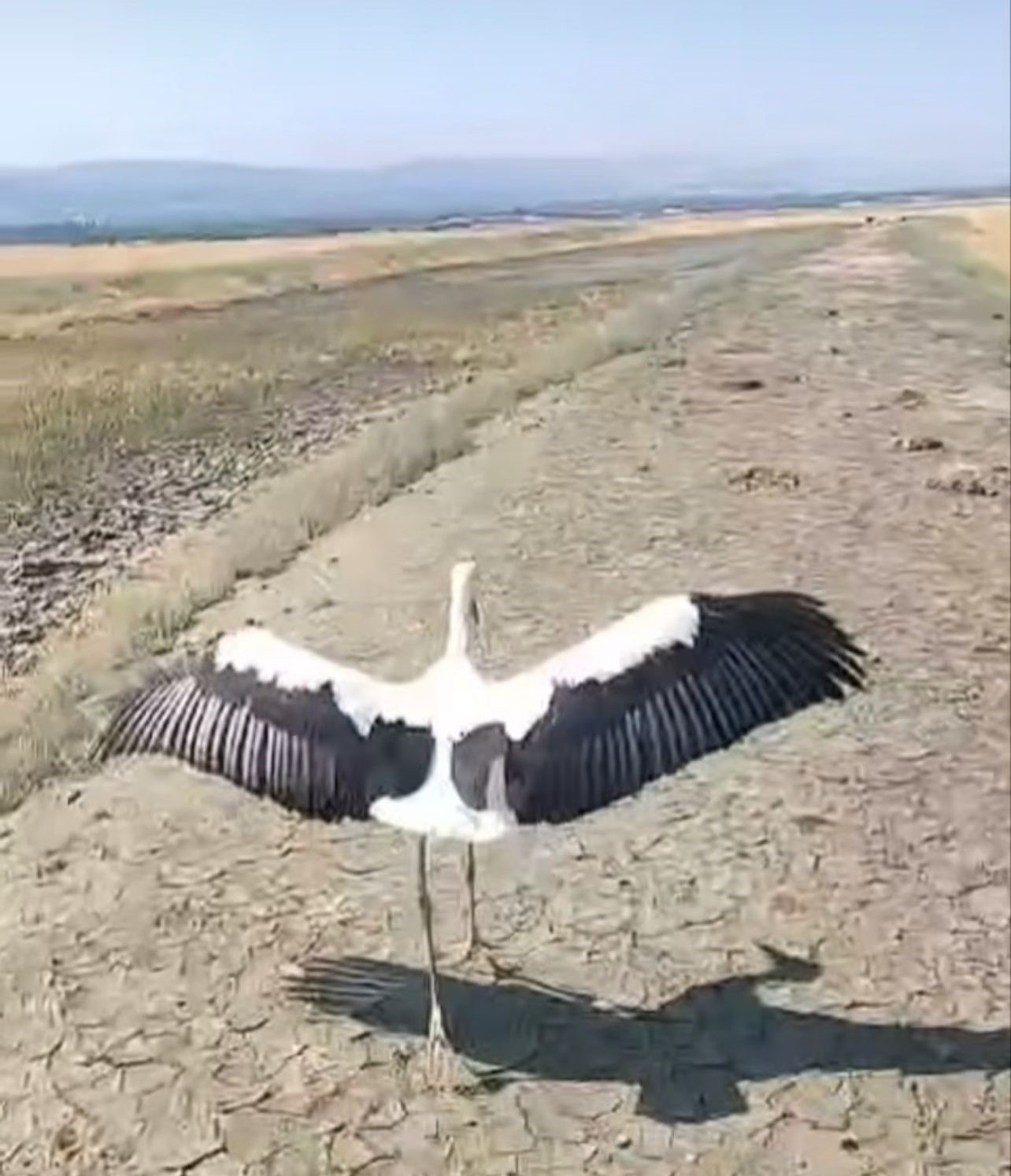 Yuvadan düşen leylek tedavisinin ardından doğaya salındı