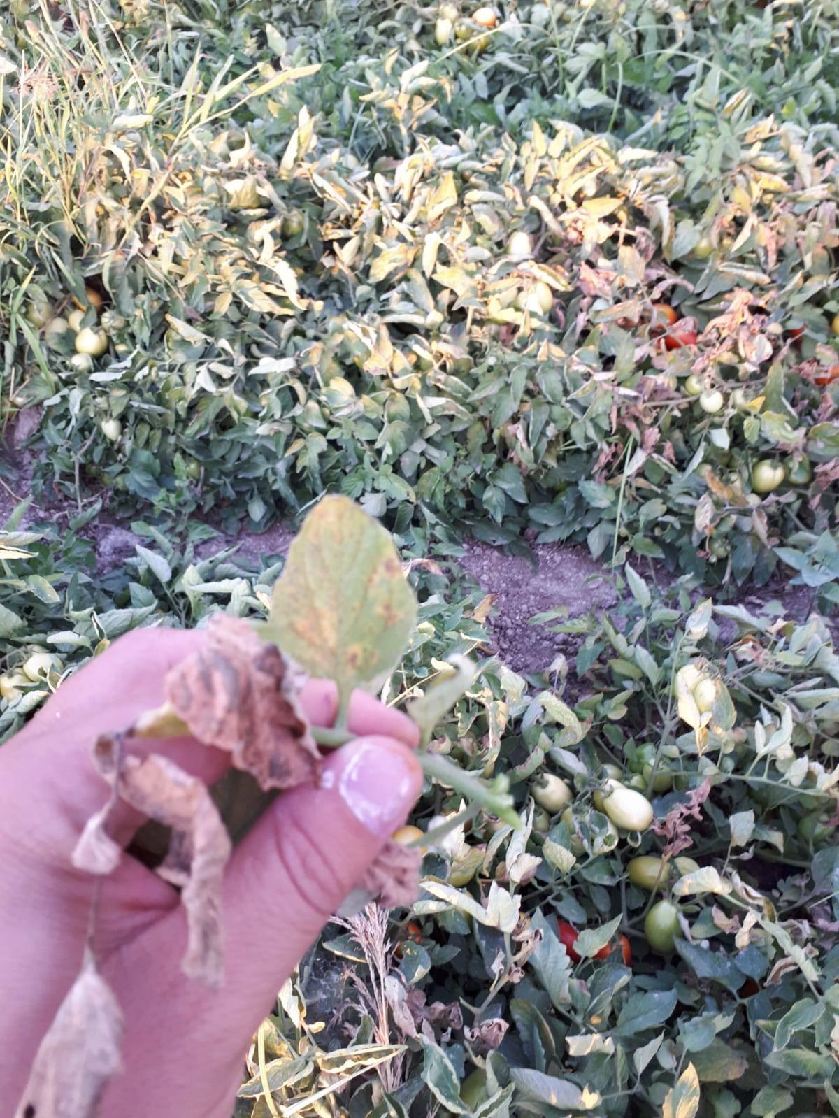 Manisa’da üreticilere ‘pas akarı’ uyarısı