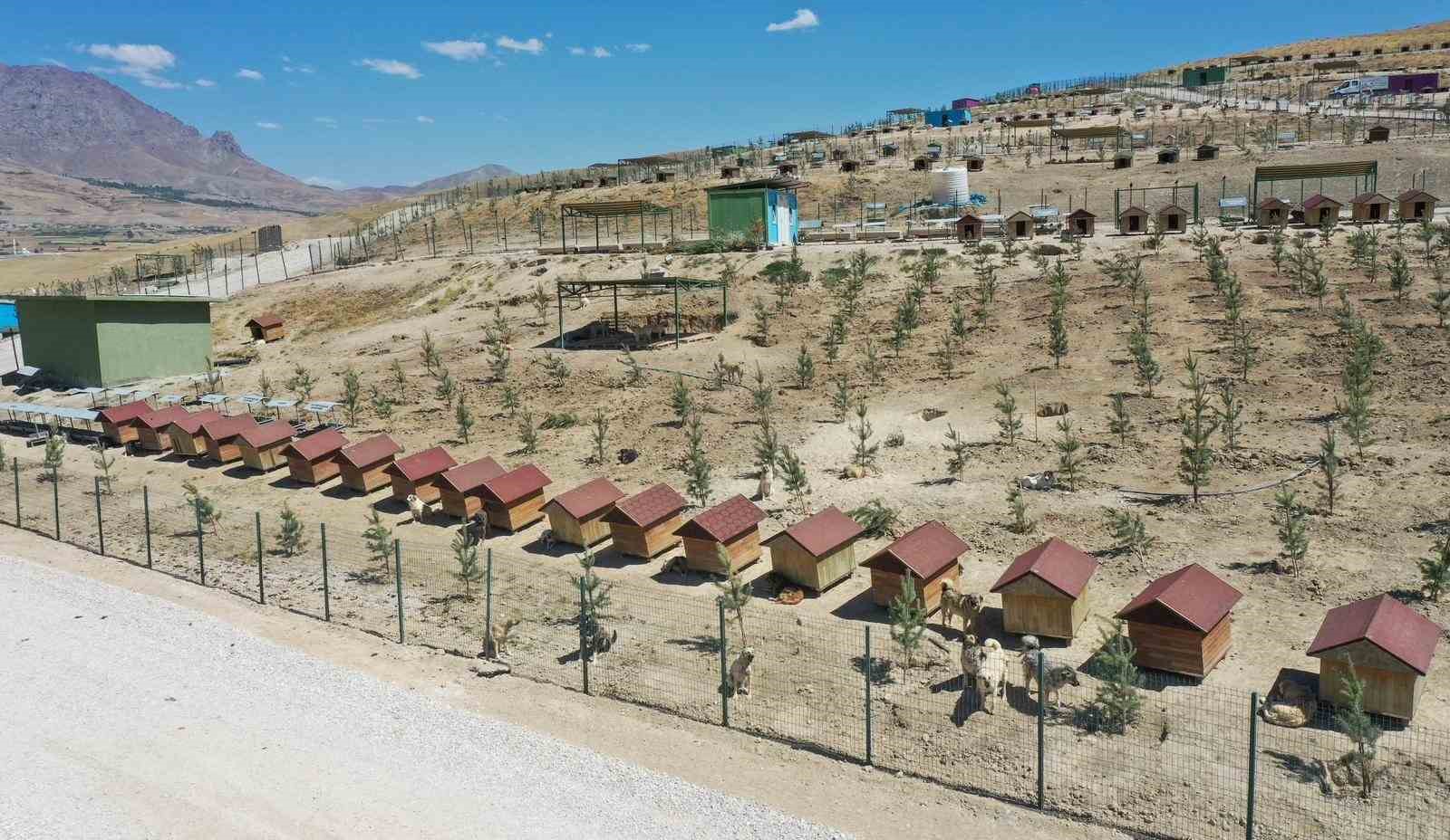 Van Büyükşehir Belediyesi doğal yaşam alanına 20 bin ağaç dikti