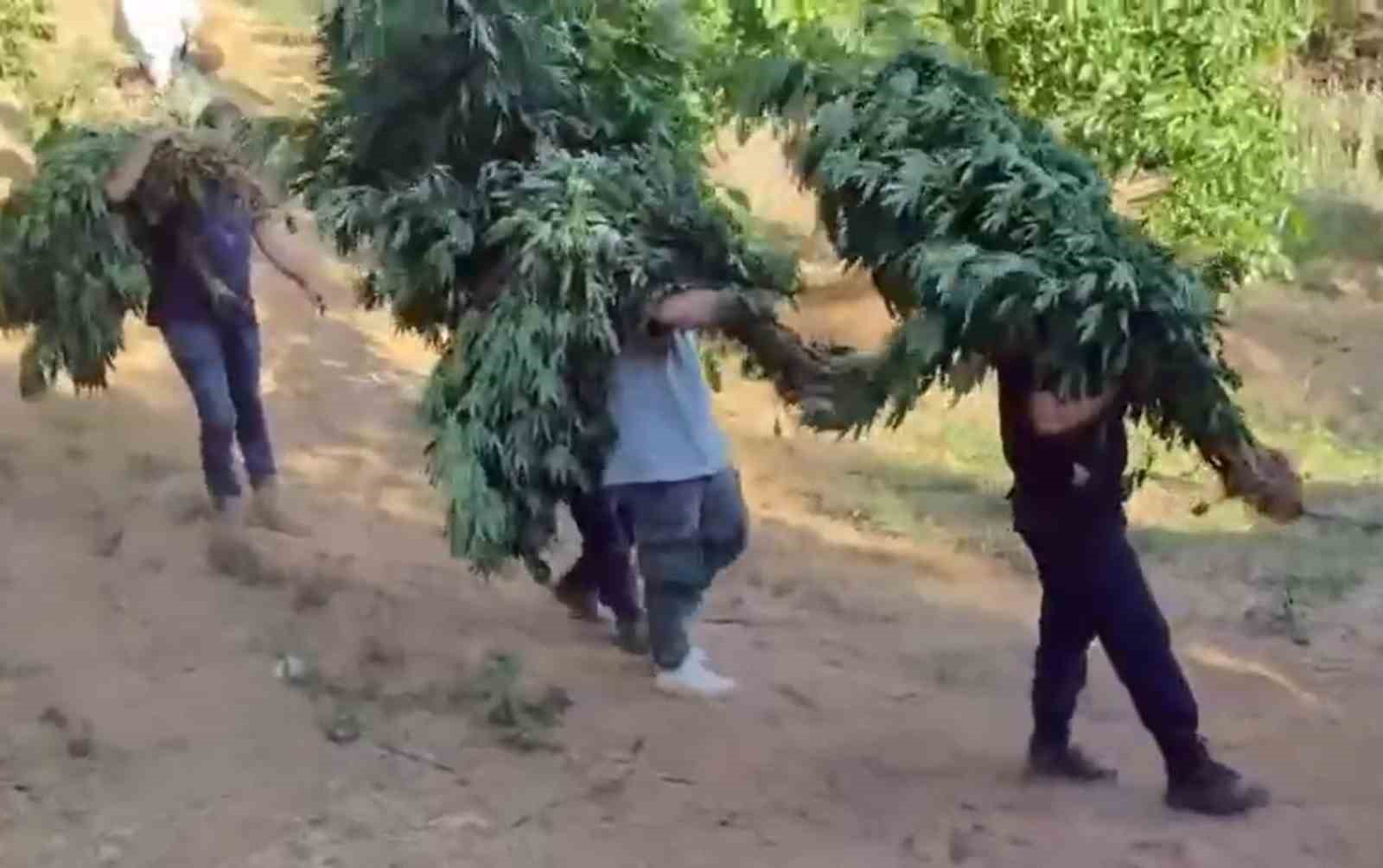 Alaşehir’de yasa dışı kenevir ekimine jandarma darbesi