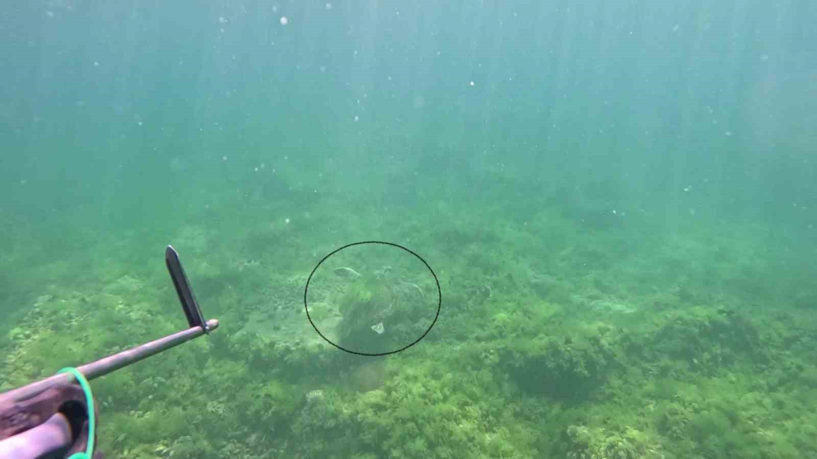 Marmara Denizi’nde bir ilk: Caretta caretta su altında görüntülendi