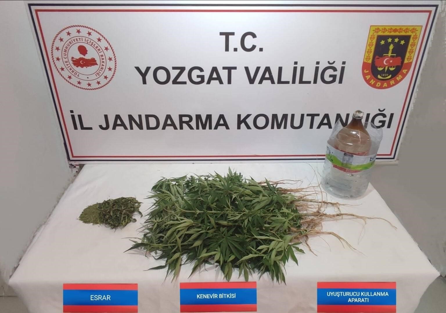 Şefaatli’de 40 kök kenevir ele geçirildi