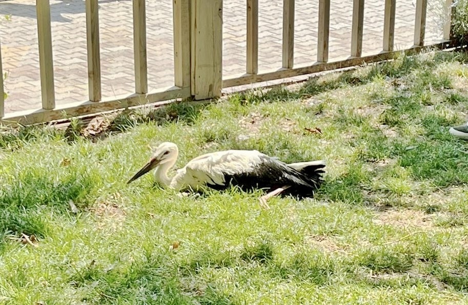 İlk uçuşunda yere çakılan yavru leylek, koruma altına alındı
