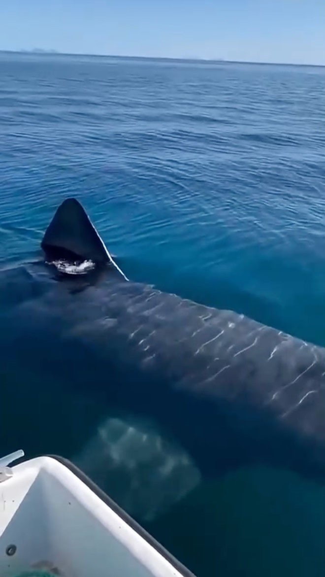 Kemer sahilinde asılsız dev k&ouml;pekbalığı paylaşımına su&ccedil; duyurusu
