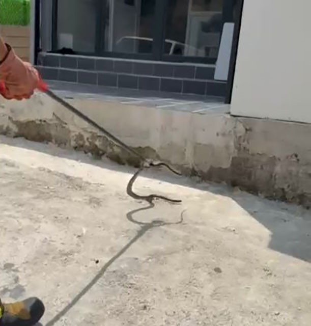 Bir evin bahçesine giren yılanı yakalayan itfaiye eri yılana su içirdi