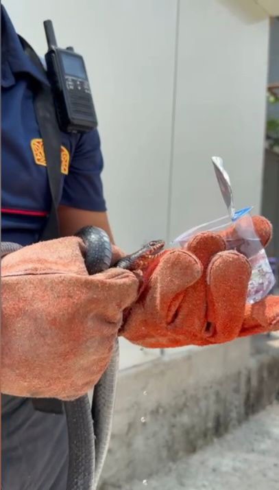 Bir evin bahçesine giren yılanı yakalayan itfaiye eri yılana su içirdi