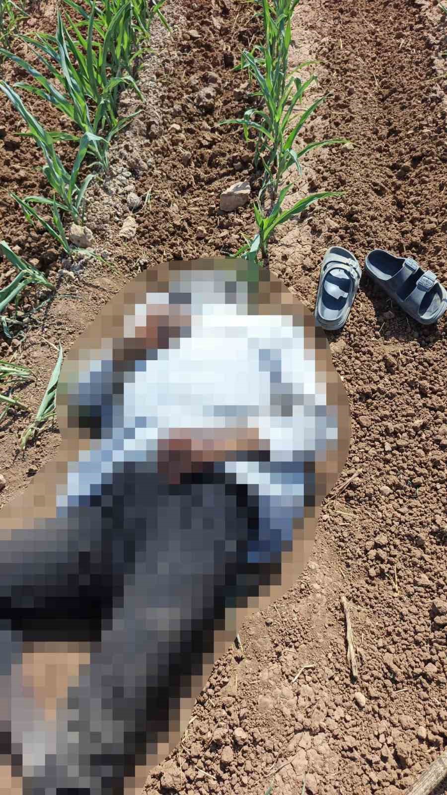 Şanlıurfa’da mısır tarlasında erkek cesedi bulundu