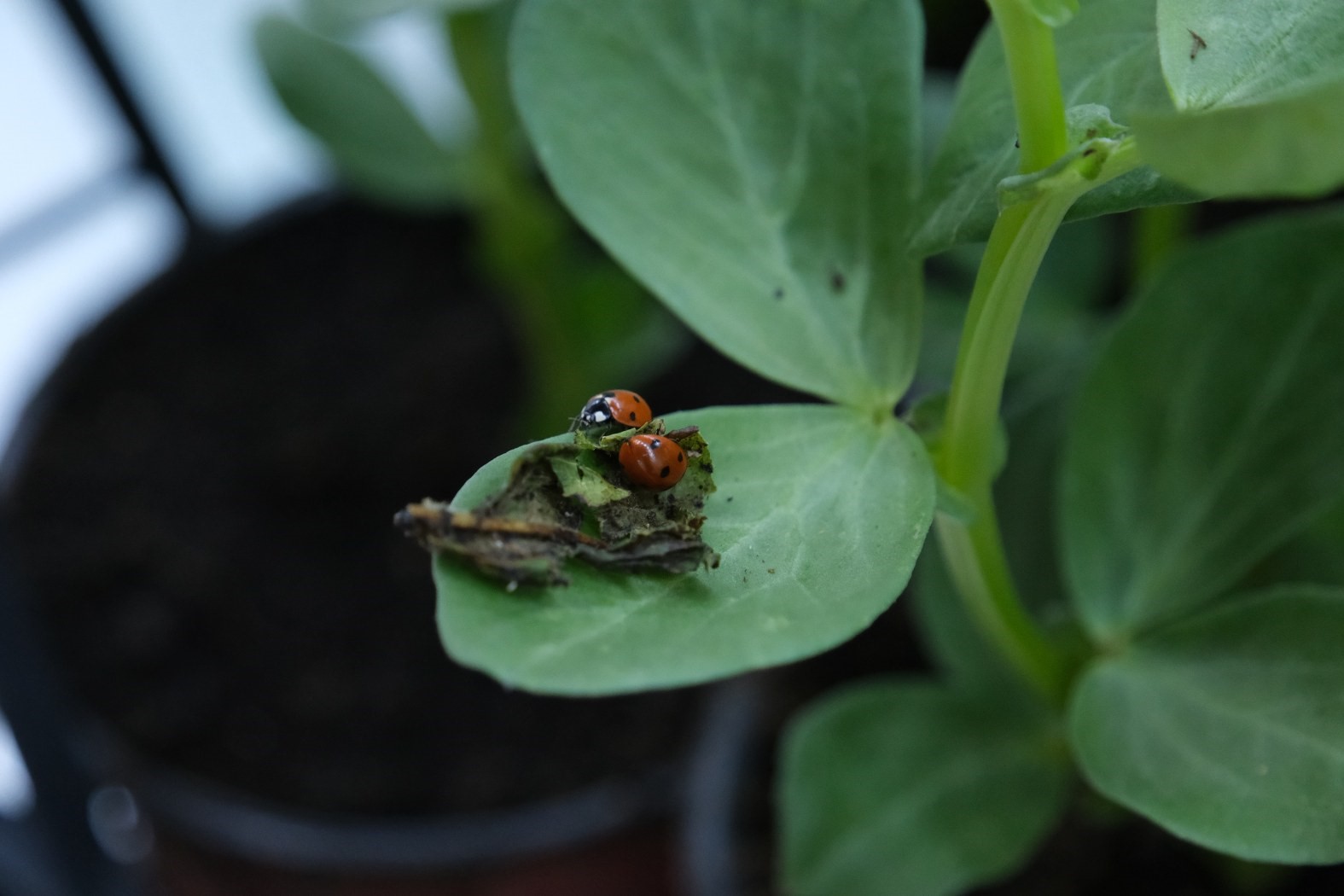 Çorum’da yaprak bitiyle mücadele için doğaya uğur böcekleri salındı