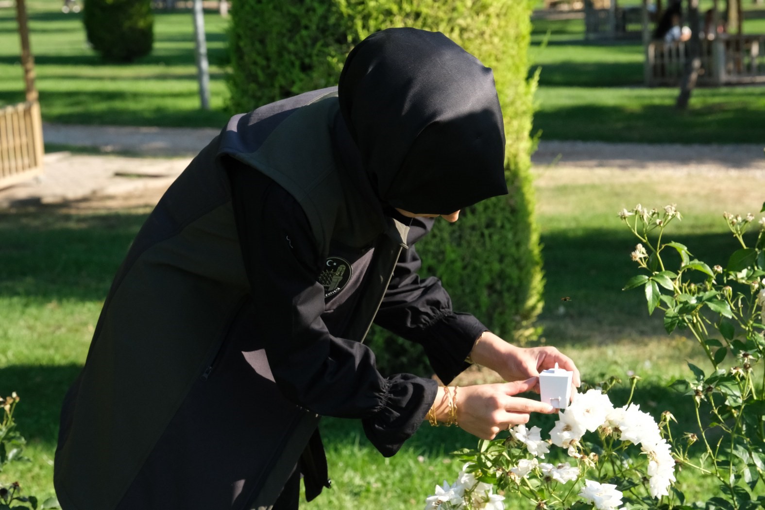 Çorum’da yaprak bitiyle mücadele için doğaya uğur böcekleri salındı