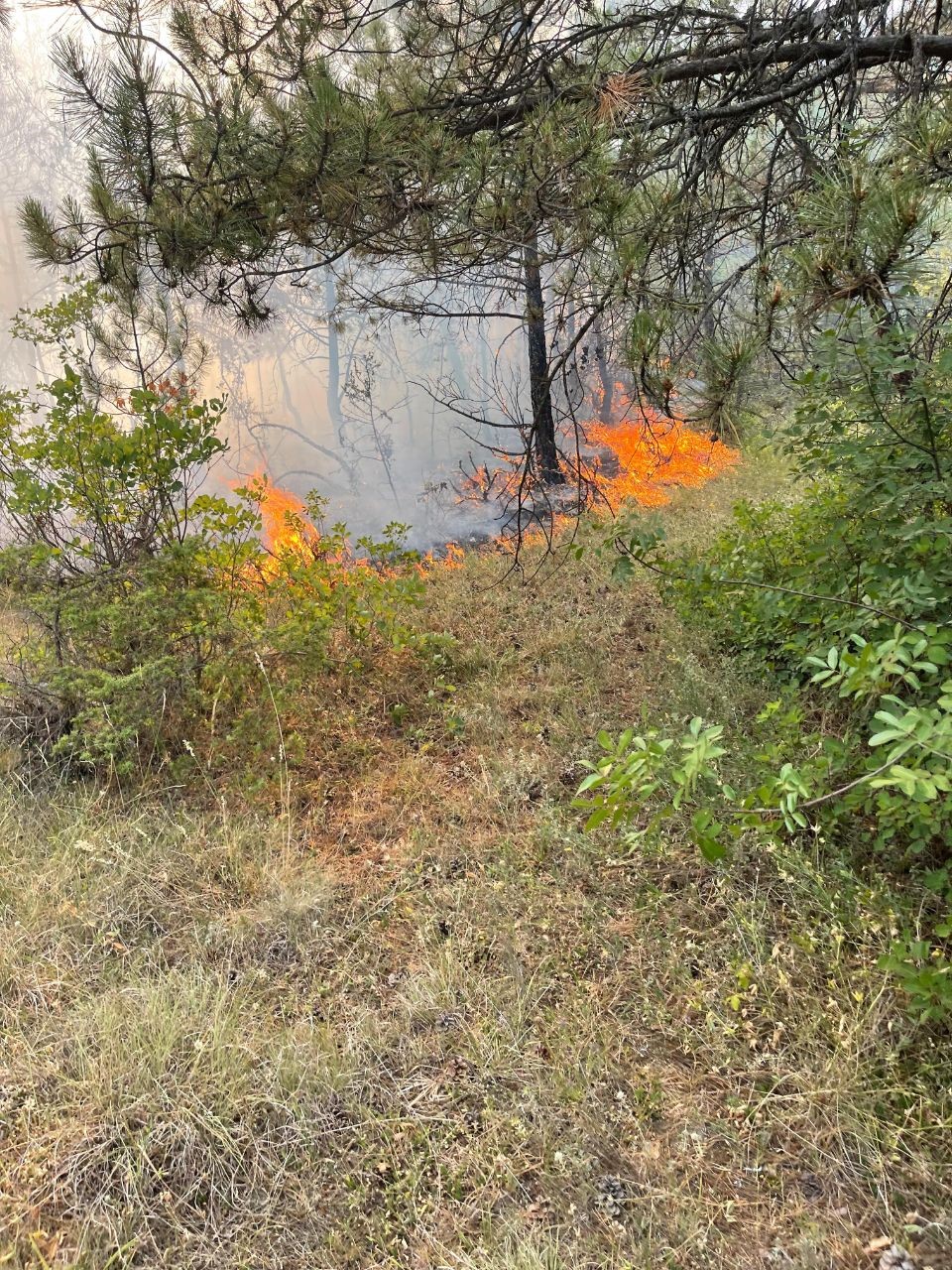 Karabük’te ormanlık alanda örtü yangını