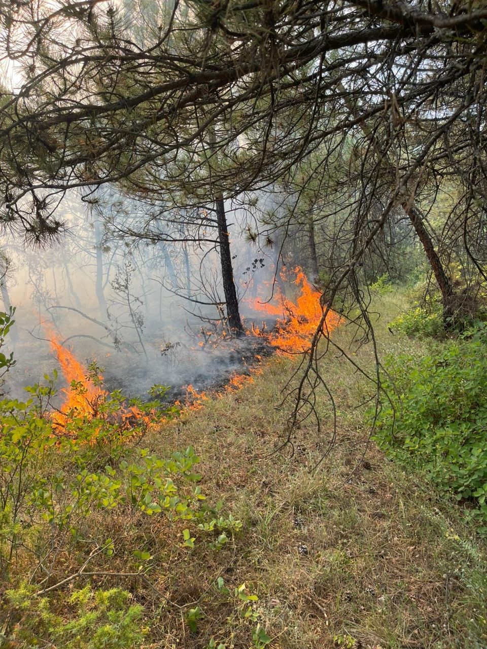Karab&uuml;k&rsquo;te ormanlık alanda &ouml;rt&uuml; yangını
