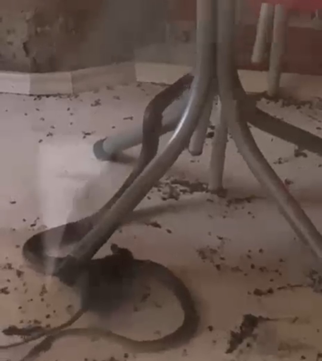 Fare ile yılanın kavgası kamerada