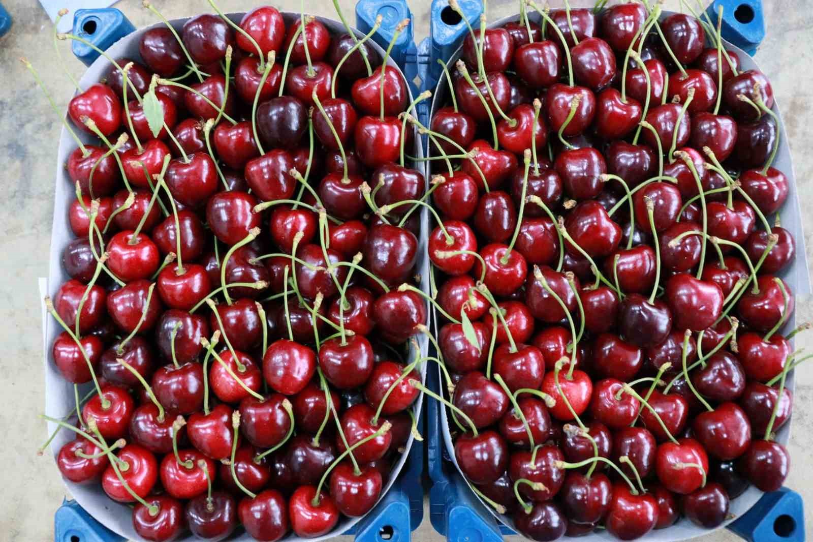 Hadim kirazında zirai don ihracatı durdurdu