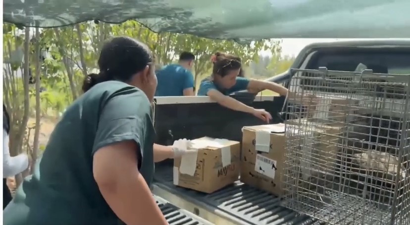 Tedavileri tamamlanan 11 yabani kuş doğaya salındı