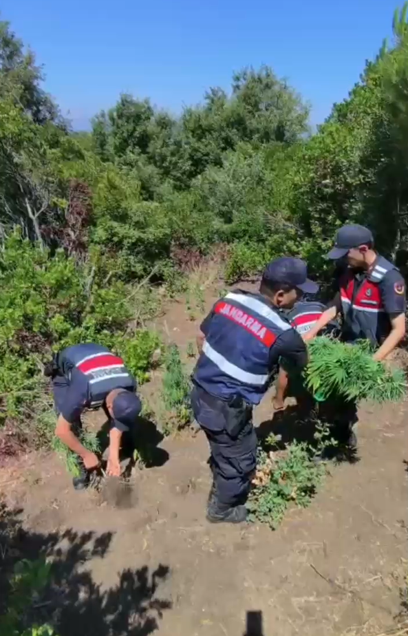 Yalova’da yasa dışı kenevir ekimi yapan zanlı tutuklandı