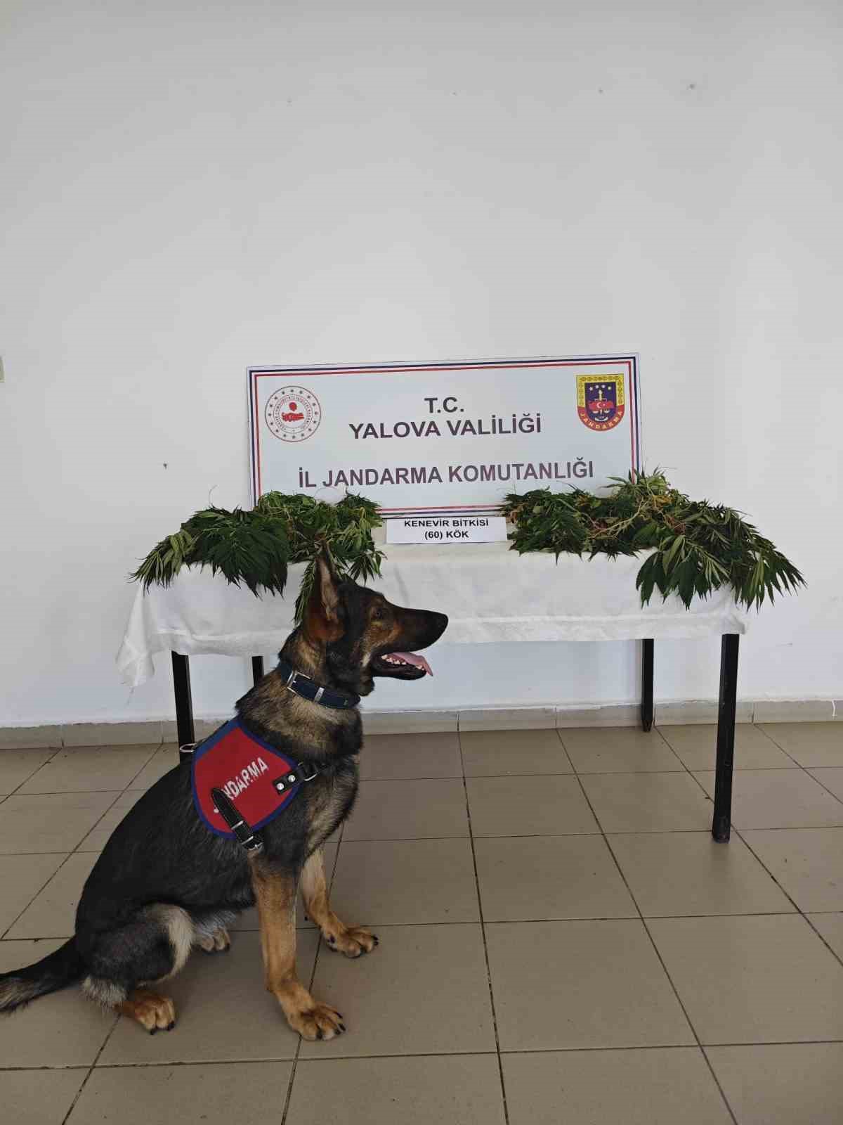 Yalova’da yasa dışı kenevir ekimi yapan zanlı tutuklandı
