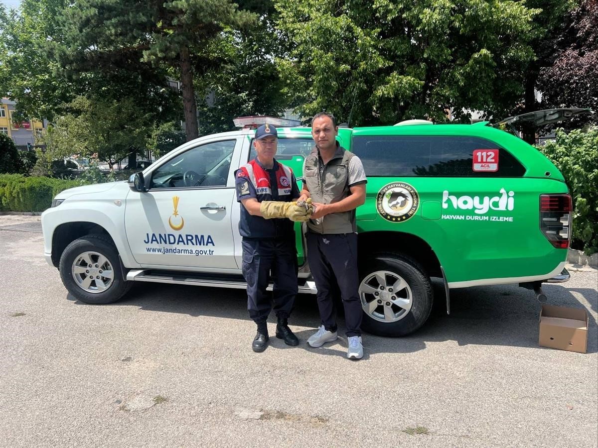 Yaralı yavru baykuş’a jandarma şefkati