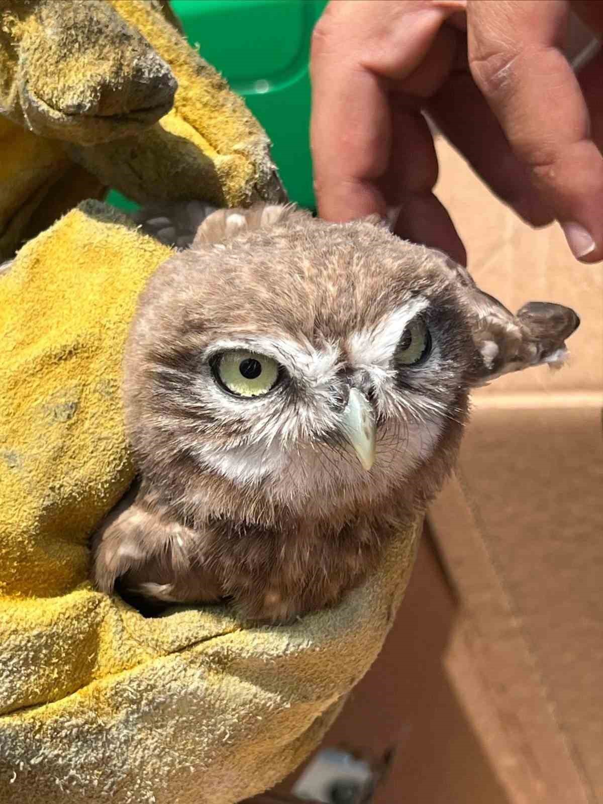 Yaralı yavru baykuş’a jandarma şefkati