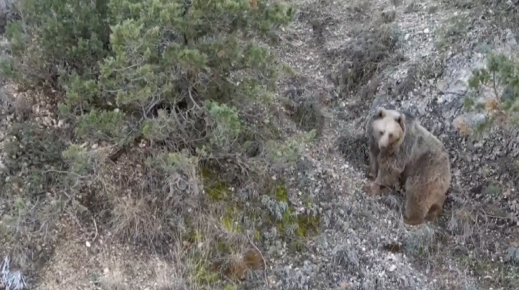 Erzincanlı &ccedil;ift&ccedil;ilerin başı ayılarla dertte; Ay&ccedil;i&ccedil;ek tarlalarını ayılar talan etti
