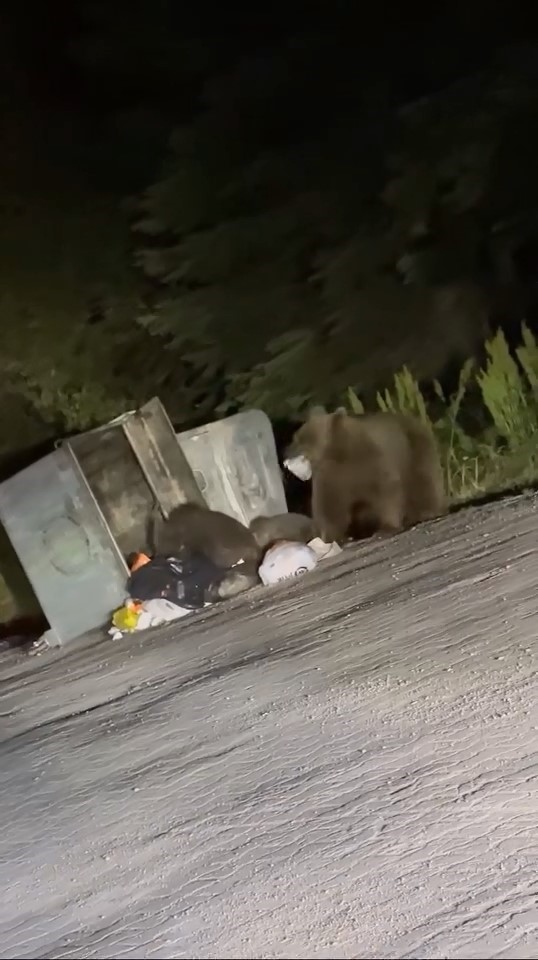 Uludağ’da aç kalan ayılar çöplere dadandı