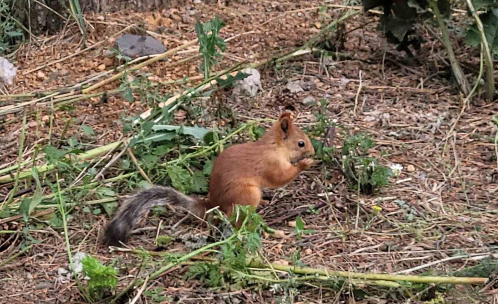 Sarıkamış’ta sevimli sincap cep telefonuyla kaydedildi