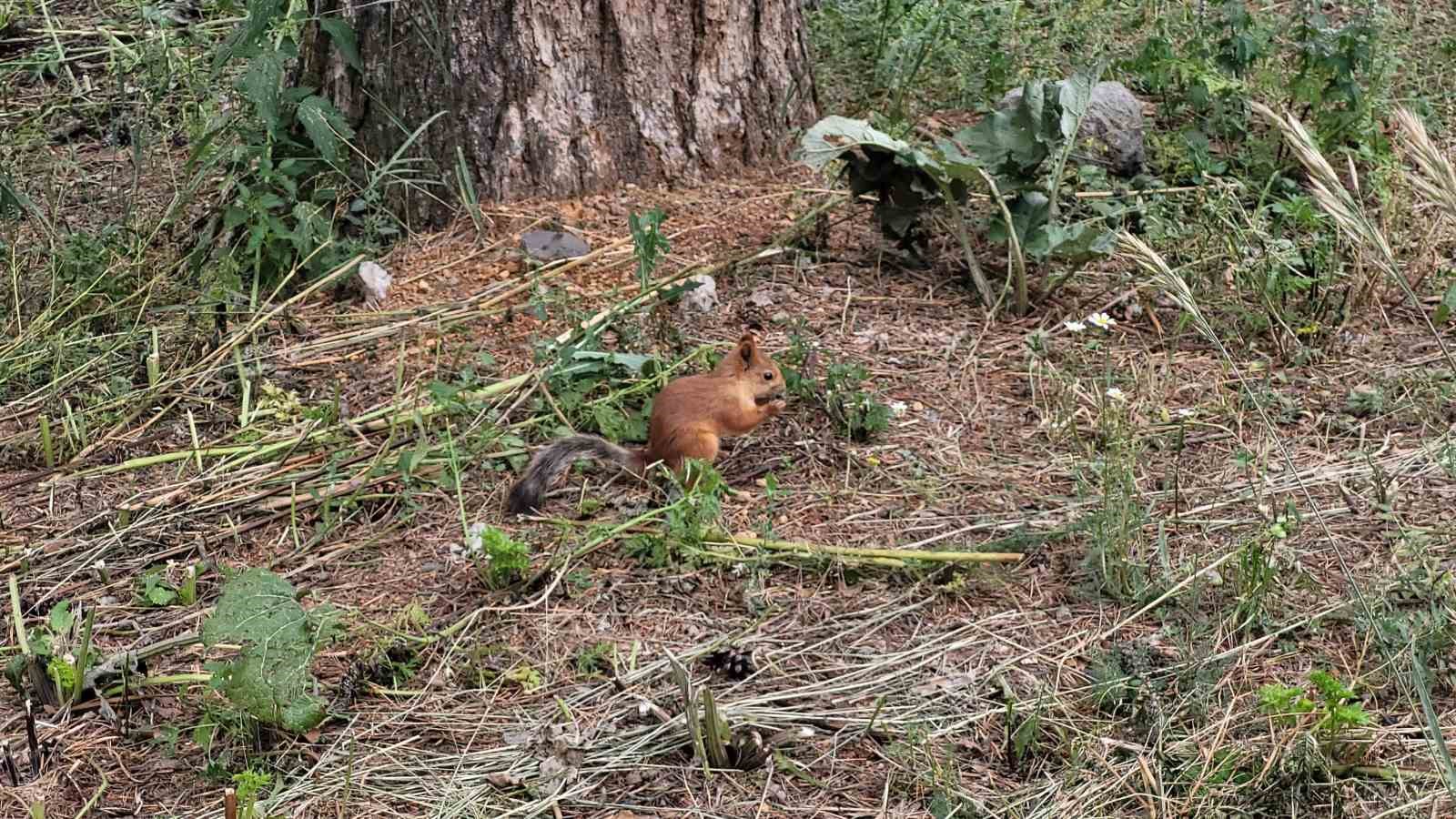 Sarıkamış’ta sevimli sincap cep telefonuyla kaydedildi