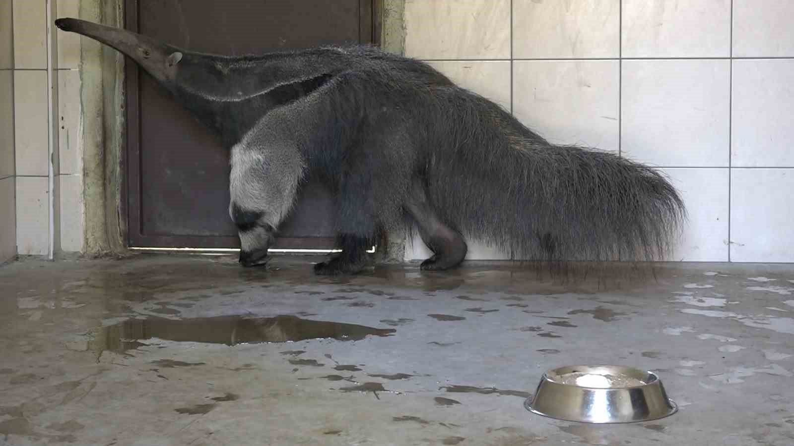 Dev karıncayiyen ailesi büyüyor