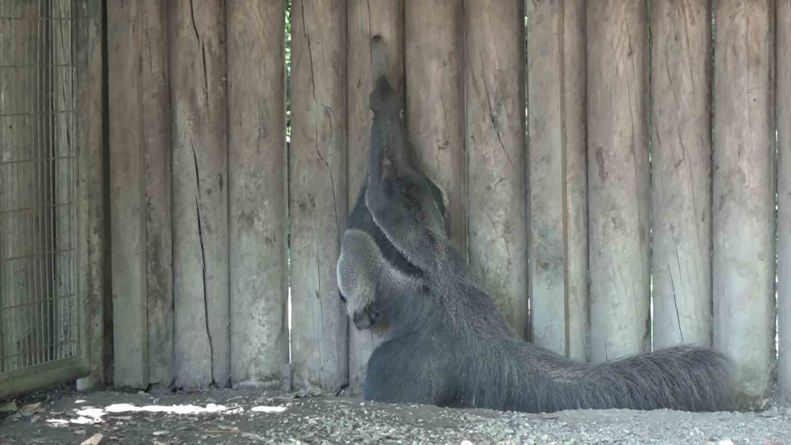 Dev karıncayiyen ailesi büyüyor