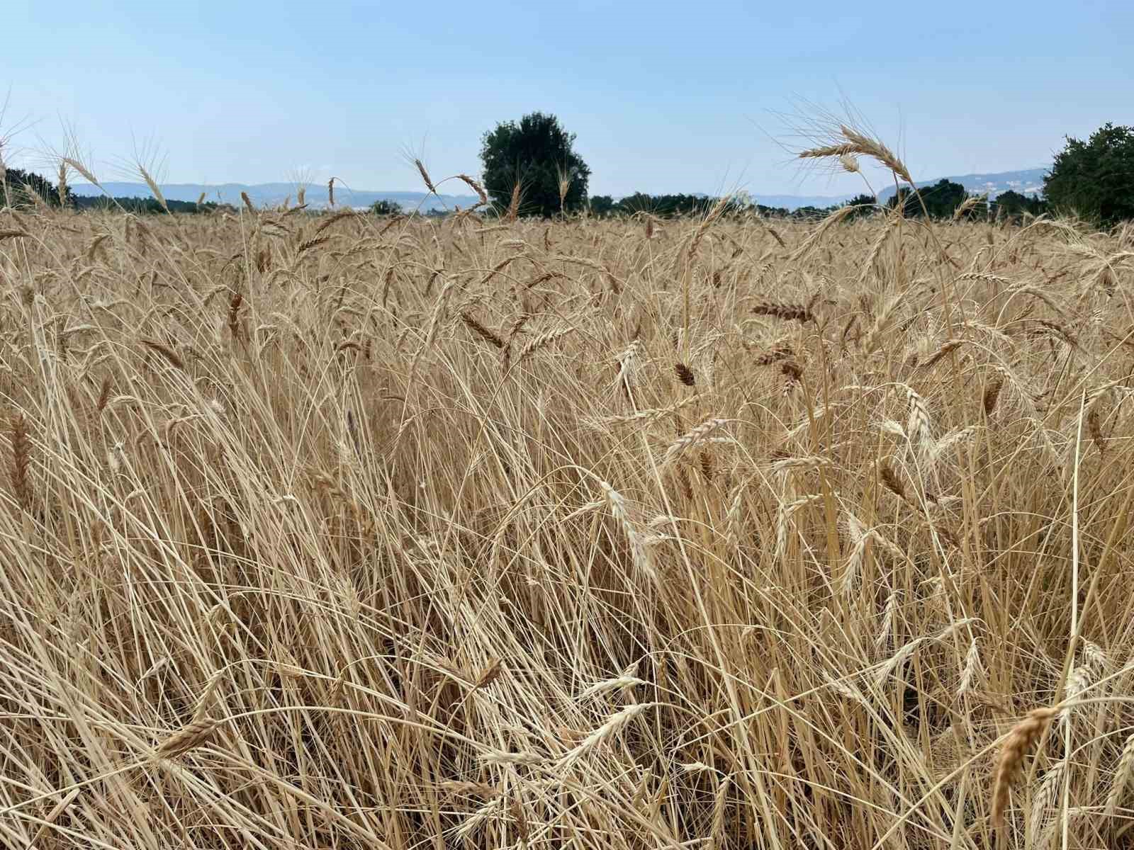 B&uuml;y&uuml;kşehir&rsquo;den kırsaldaki &uuml;reticilere bi&ccedil;erd&ouml;ver desteği
