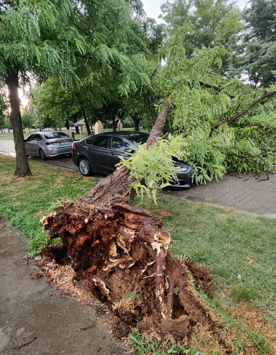 &Ccedil;ivril&rsquo;de fırtına 15 metrelik ağacı devirdi
