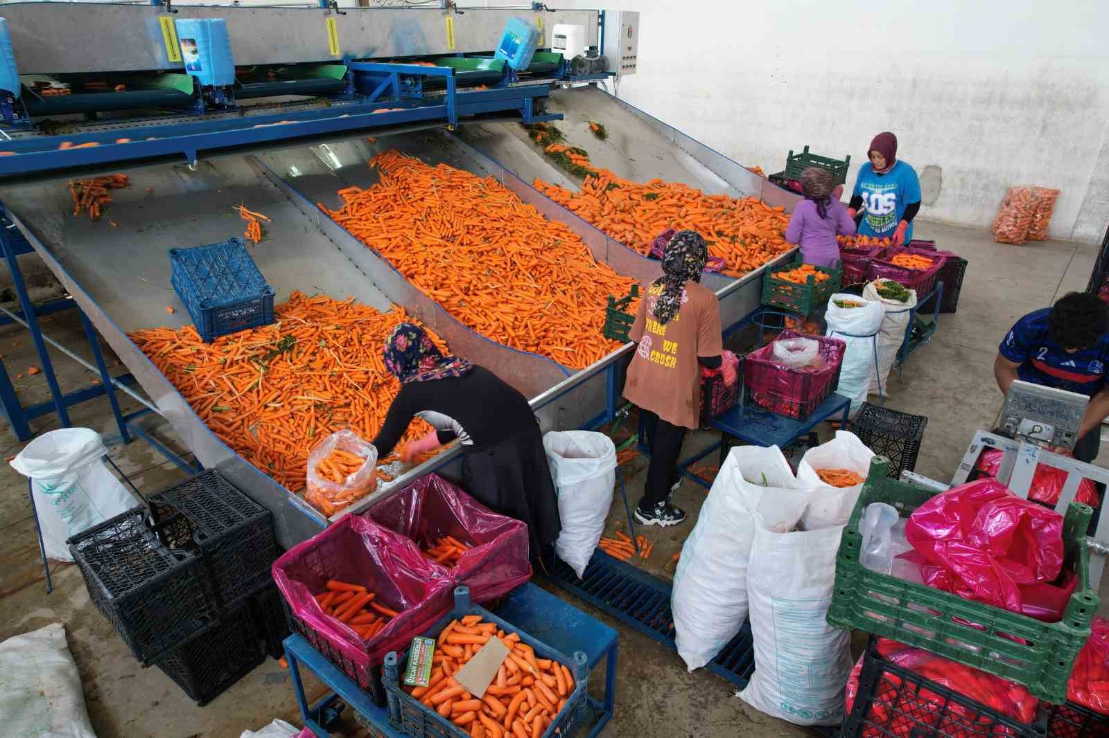 Tarladan sofraya havuç kadınların ellerinden geliyor